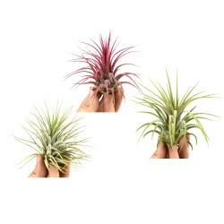Tillandsia Ionantha green & red & rubra