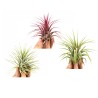 Tillandsia Ionantha green & red & rubra