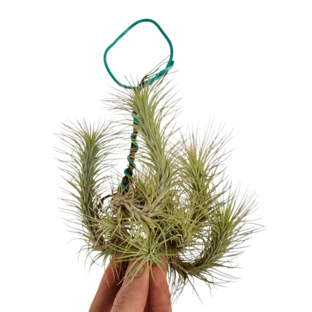 Tillandsia Funckiana