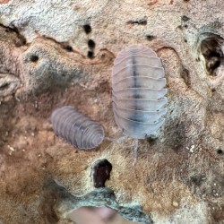 Cubaris sp “Thai angel blue”