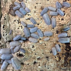 Cubaris sp “Thai angel blue”