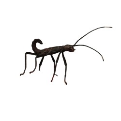 Peruphasma schultei