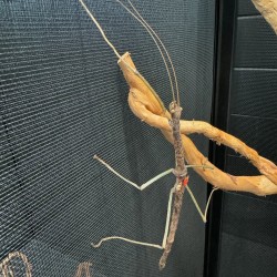 Phaenopharos khaoyaiensis