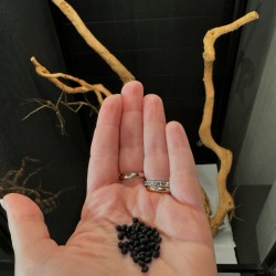 Phaenopharos khaoyaiensis