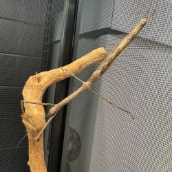 Phaenopharos khaoyaiensis