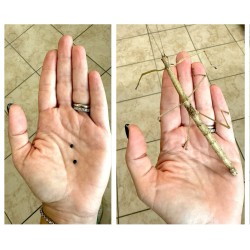 Phaenopharos khaoyaiensis