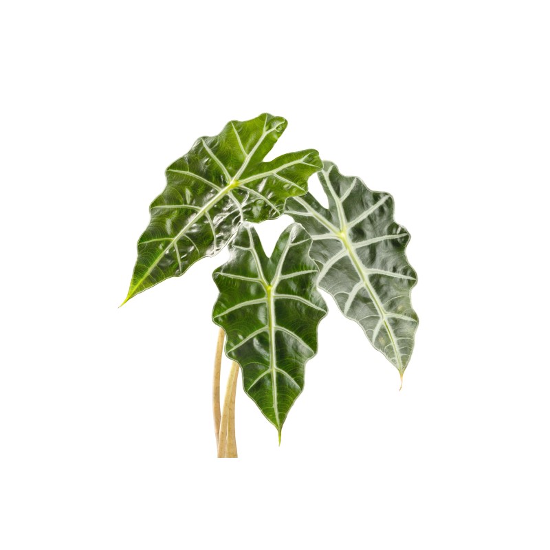 Alocasia amazonica
