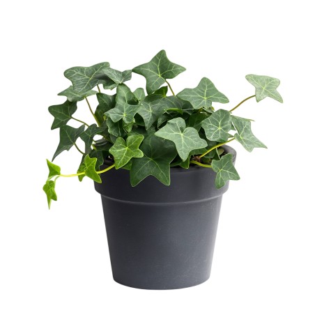 Hedera helix