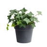 Hedera helix