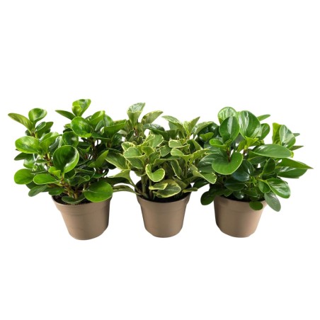 Peperomia obtusifolia