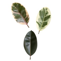 Ficus elastica