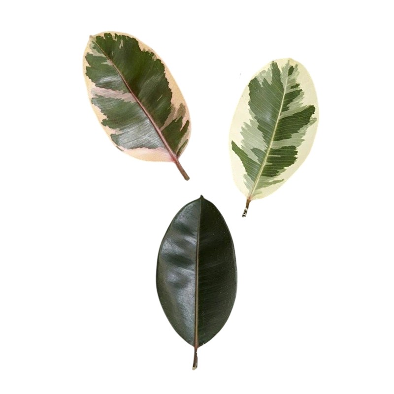 Ficus elastica
