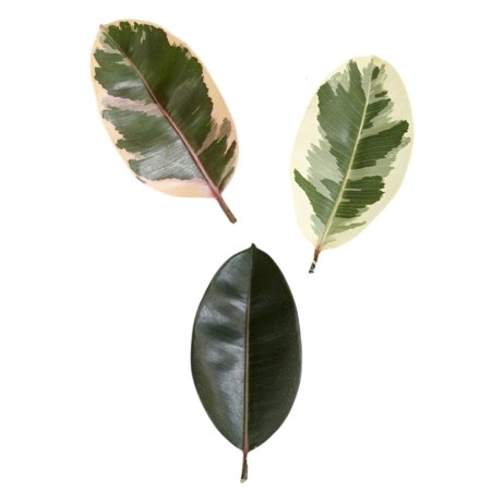 Ficus elastica