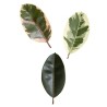 Ficus elastica