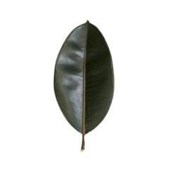 Ficus elastica
