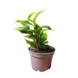 Ficus benjamin