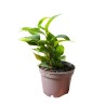Ficus benjamin