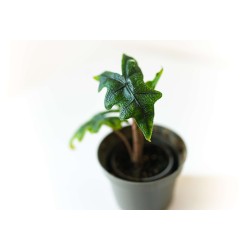 Alocasia Jacklyn