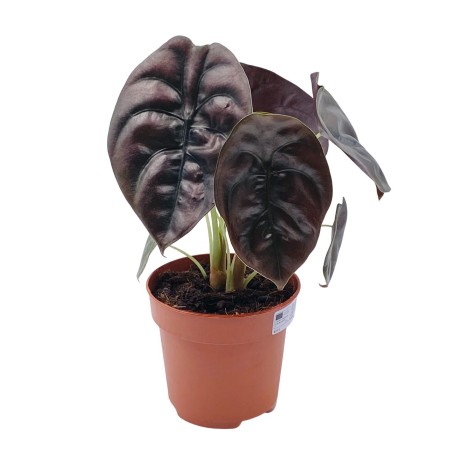 Alocasia Cuprea Red Secret