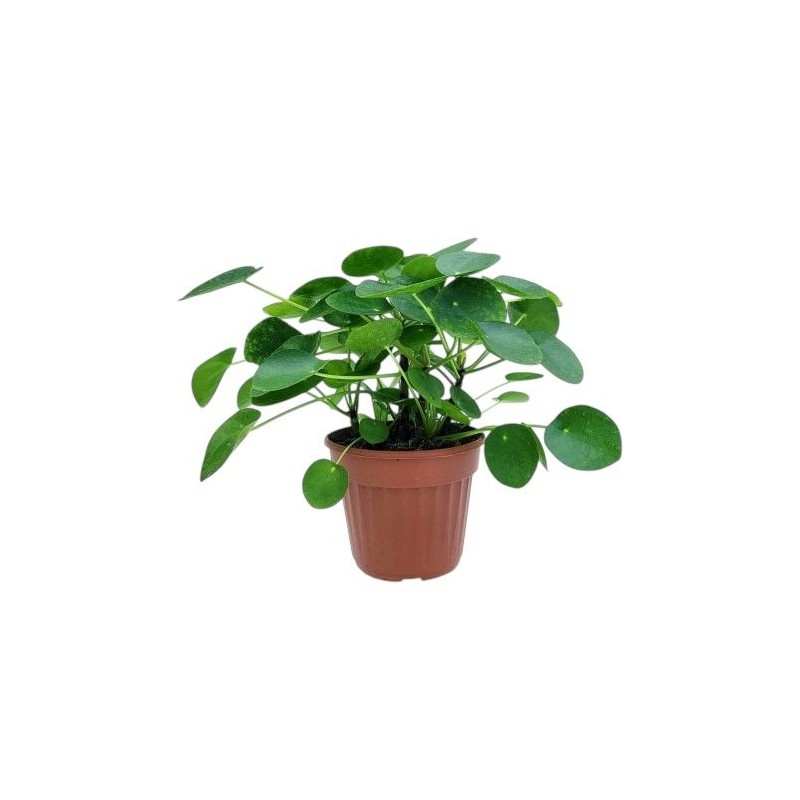 Pilea peperomioides