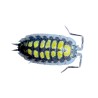 Porcellio haasi "High Yellow"