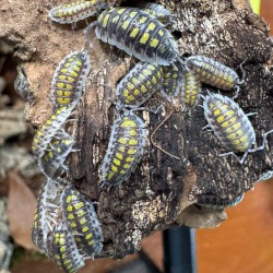 Porcellio haasi "High Yellow"