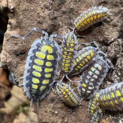 Porcellio haasi "High Yellow"