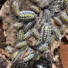Porcellio haasi "High Yellow"