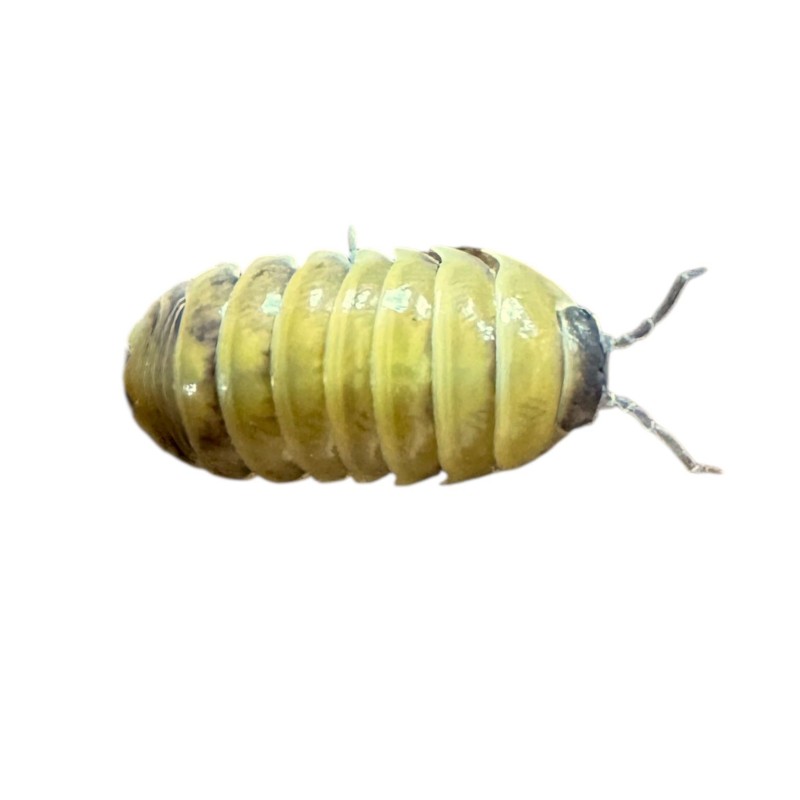Armadillidium badium ‘High Yellow’