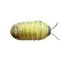 Armadillidium badium ‘High Yellow’