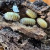Armadillidium badium ‘High Yellow’