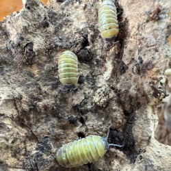 Armadillidium badium ‘High Yellow’