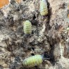 Armadillidium badium ‘High Yellow’
