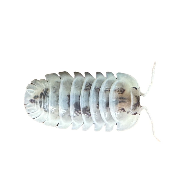 Nesodillo arcangelii ‘Shiro Utsuri’