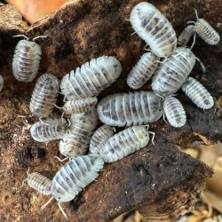 Nesodillo arcangelii ‘Shiro Utsuri’