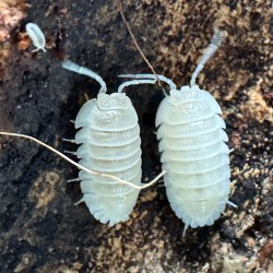 Armadillidium nasatum Snow