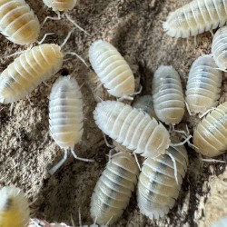 Armadillidium nasatum Snow