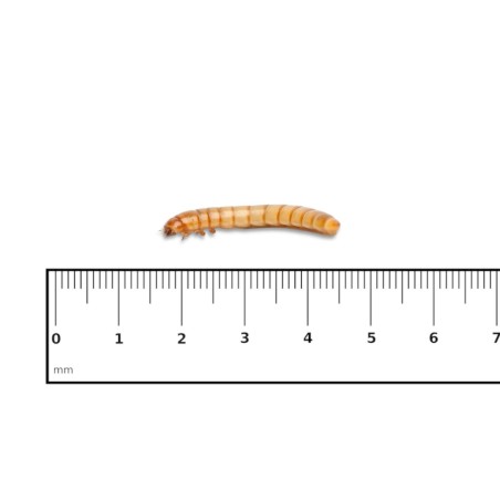 Tarme della farina standard