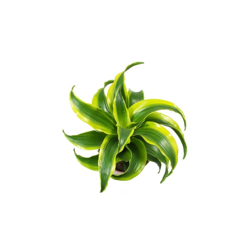 Dracaena Dragontree Tornado