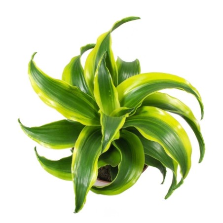 Dracaena Dragontree Tornado