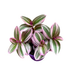Tradescantia mix