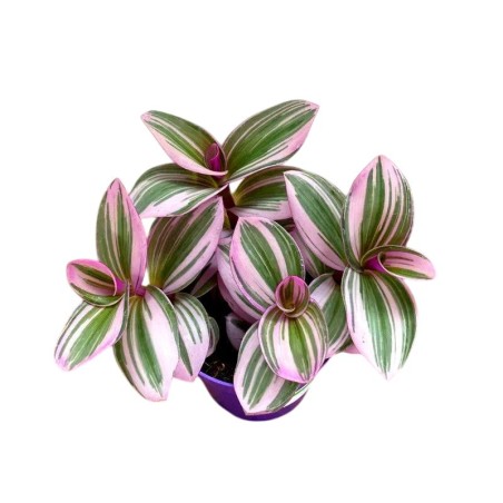 Tradescantia mix