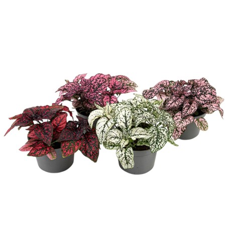 Hypoestes phyllostachya