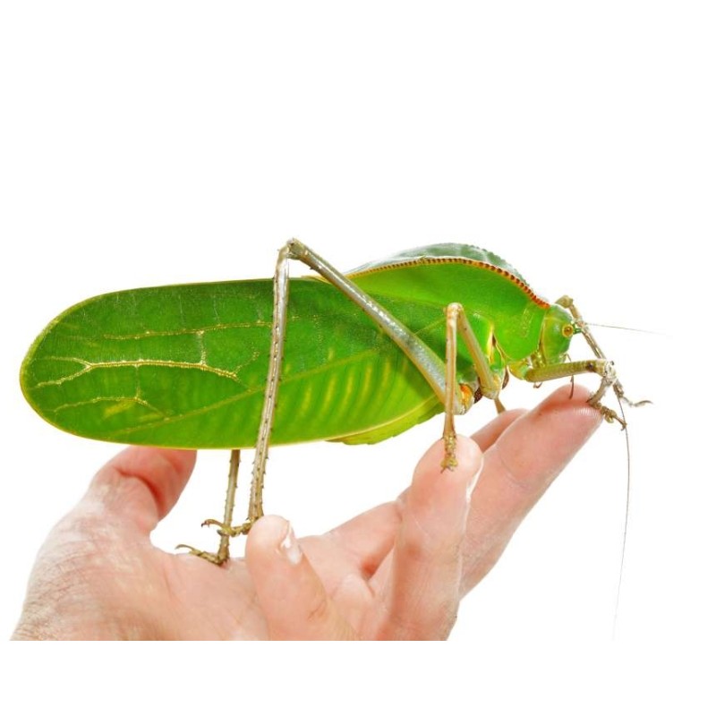 Siliquofera grandis, cavalletta gigante dal cappuccio