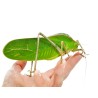 Siliquofera grandis, cavalletta gigante dal cappuccio
