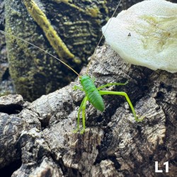 Siliquofera grandis, cavalletta gigante dal cappuccio