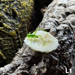 Siliquofera grandis, cavalletta gigante dal cappuccio