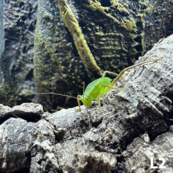 Siliquofera grandis, cavalletta gigante dal cappuccio