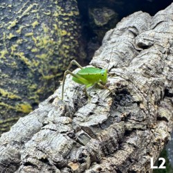 Siliquofera grandis, cavalletta gigante dal cappuccio