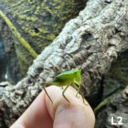 Siliquofera grandis, cavalletta gigante dal cappuccio
